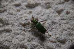 Pachyrhinus lethierryi