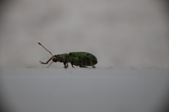 Pachyrhinus lethierryi