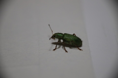 Pachyrhinus lethierryi