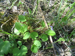 Viola mauritii