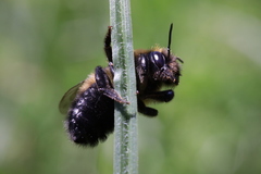 Megachile nigriventris