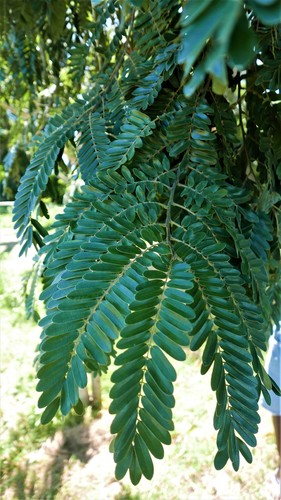 Cassia grandis image