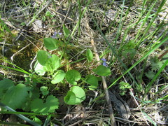 Viola mauritii