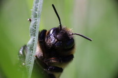 Megachile nigriventris