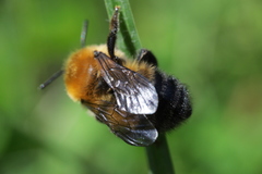 Megachile nigriventris