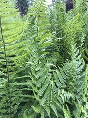 Dryopteris affinis