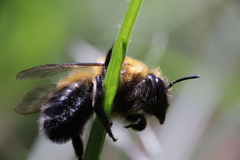 Megachile nigriventris