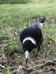 Gymnorhina tibicen dorsalis