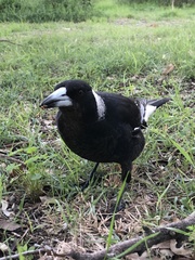 Gymnorhina tibicen dorsalis