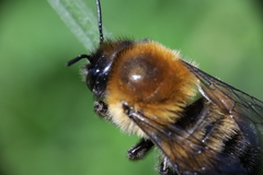 Megachile nigriventris