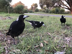 Gymnorhina tibicen dorsalis