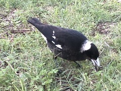 Gymnorhina tibicen dorsalis