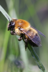 Megachile nigriventris