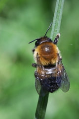 Megachile nigriventris