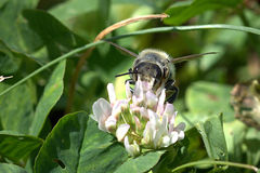 Megachile