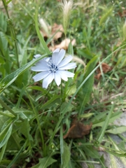 Cichorium intybus