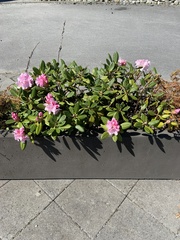 Rhododendron