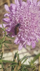 Oedemera simplex