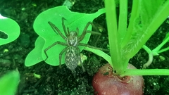 Eratigena