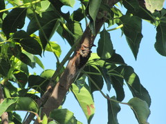 Cryptotympana atrata