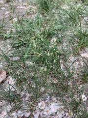 Poa
