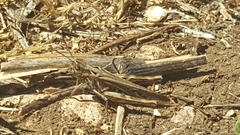 Chorthippus brunneus