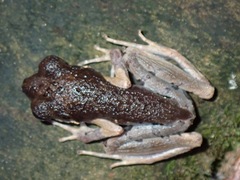 Leptobrachiinae
