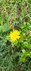 Taraxacum officinale