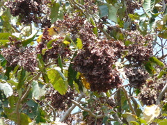 Terminalia paniculata