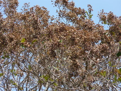 Terminalia paniculata