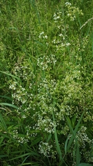 Galium mollugo