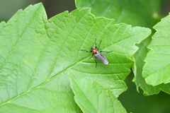 Bibio hortulanus
