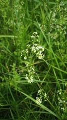Galium mollugo
