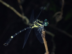 Melligomphus guangdongensis
