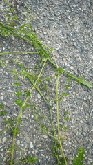 Galium mollugo