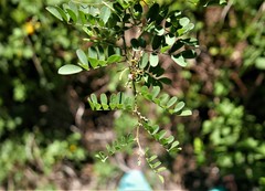 Indigofera heterantha