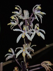 Aphyllorchis