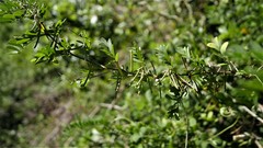 Indigofera heterantha