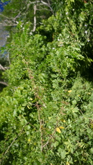 Indigofera heterantha