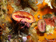 Monomyces rubrum