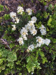 Rhododendron tomentosum