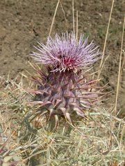 Cynara cardunculus cardunculus