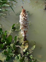Orobanche crenata