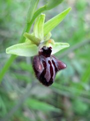 Ophrys sphegodes atrata