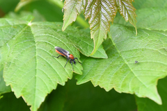 Bibio hortulanus