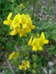 Hippocrepis emerus emerus