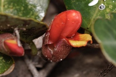 Gastrolobium latifolium