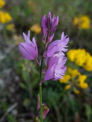 Polygala nicaeensis mediterranea