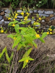 Hypericum sampsonii