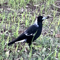 Gymnorhina tibicen dorsalis